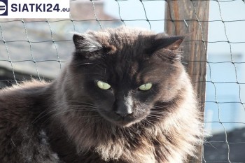 Siatki Brzeziny - Zabezpieczenie balkonu siatką - Kocia siatka - bezpieczny kot dla terenów Brzeziny